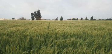 محاصيل القمح بالإسكندرية