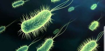 بكتيريا "إيكولاي"- صورة أرشيفية