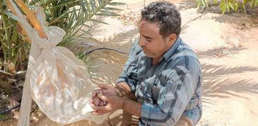 جمع التمور المجدول من مزارع جنوب سيناء