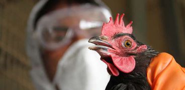بعد تسجيل أول إصابة بشرية بإنفلونزا الطيور .. أوبئة ظهرت في الصين