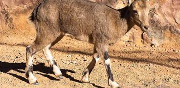 الوعل النوبي أحد أشهر حيوانات محمية سانت كاترين