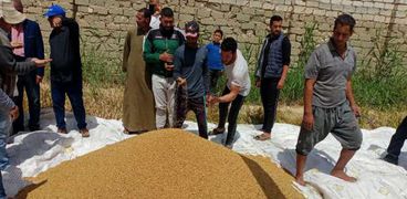 ندوات إرشادية بالنوبارية لمتابعة حصاد القمح وحث المزارعين على توريد المحصول