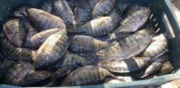 القابضة للصناعات:سعر الأسماك بالمجمعات الاستهلاكية أقل 25 % من الاسواق