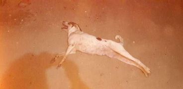 بالصور| إعدام 12 كلبا ضالا في حملة لـ«الطب البيطري» بالفيوم
