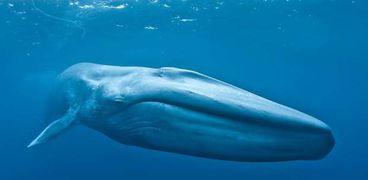 صوت الحوت الأزرق