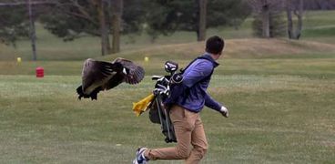 طيور الأوز يهاجمون لاعب جولف