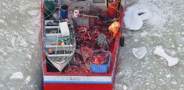 بالفيديو والصور| بـ"ضربة فأس" كنديون يصطادون أسد البحر في مشهد مروع