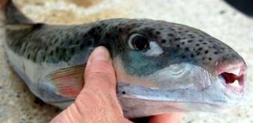 صحة الغربية تحذر من وجود سمكة القراض السامة بطاولات سمك البساريا
