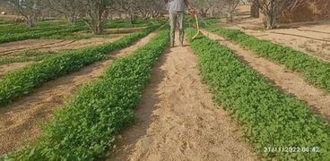 زراعة القرى جنوب الشيخ زويد ورفح