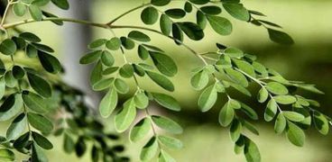 «المورينجا» شجرة معجزات تحمل 7 فوائد صحية مذهلة