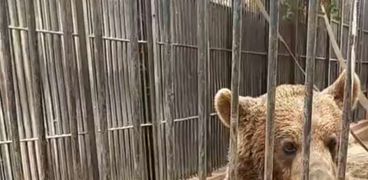 الدبان الروسيان «سعيد ووردة» داخل حديقة حيوانات الجيزة