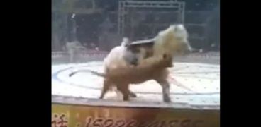 نمر ولبؤة يهجمون على حصان أثناء بروفة في السيرك