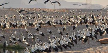 طيور اللقلق الأبيض عند بحيرات الأكسدة بشرم الشيخ