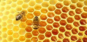 أسعار عسل النحل