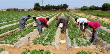 مزارعون يقومون بإزالة الحشائش من محصول «الفراولة» أثناء موسم زراعتها