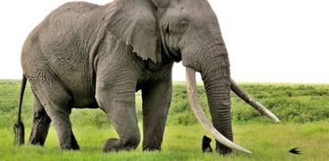 علماء يكشفون سبب عدم إصابة الأفيال بالسرطان