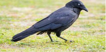 بالفيديو| دراسة تكشف "حنكة" الغربان وقدرتها على التعلم