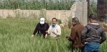 زراعة القمح بالإسكندرية