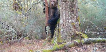 التقطت كاميرا للرؤية الليلية صورة الدب وهو يحك ظهره في جذع شجرة