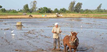 إجراءات حاسمة لمواجهة زراعات الأرز المخالفة