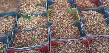 مجلس مدينة قطور بالغربية يفض أكبر سوق لبيع التوت لمنع انتشار " كورونا"