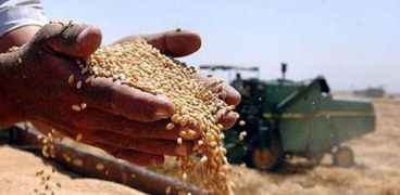 احتياطي استراتيجي مُطمئن من القمح في مصر