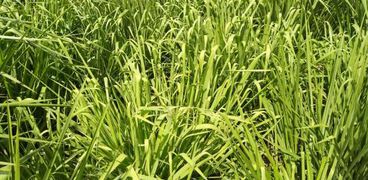 مزارعين يواجهون ارتفاع سعر الأعلاف بزراعة البوكينام: بيستحمل الملوحة وغني بالبروتين للأغنام وتكلفته أقل