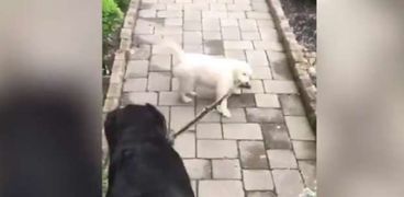 جرو صغير يقتاد كلبا لنزهة بالعافية