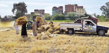 حوافز حكومية إضافية للفلاحين لزراعة القمح