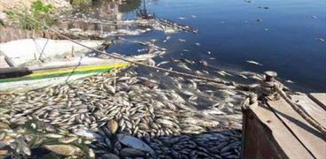 الأسماك تملأ مصرف الرهاوى بعد نفوقها بسبب التلوث