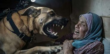 هجوم كلب شرس على مسنة فلسطينية