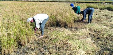 موسم حصاد الأرز