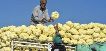المزارعين خلال جمع محصول القرنبيط بقري البنجر بالاسكندرية