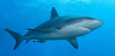 ظاهرة فريدة.. شاهد تجمع المئات من أسماك القرش في مياه أسترال