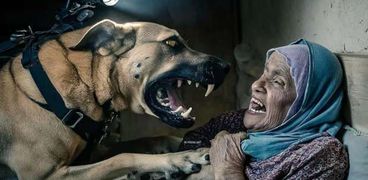 صورة كلب يهاجم سيدة مسنة فلسطينية (الصورة معالجة بالذكاء الاصطناعي لتوضيحها)