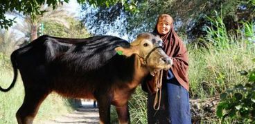 أورمان كفر الشيخ تسلم 2558 رأس ماشية للأسر الأكثر احتياجا