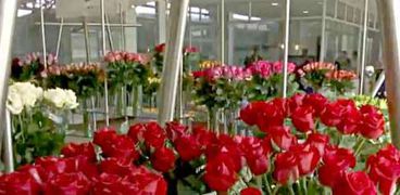 كولومبيا تغرق السوق الأمريكي بأطنان من الورود