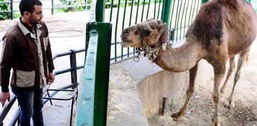 حديقة حيوان الإسكندرية تستعين بأفراد أمن لحماية الحيوانات من "الإيذاء"