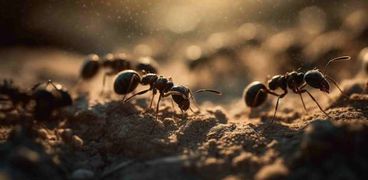 نوع من النمل ينتج مضادات حيوية