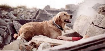 الكلب بجوار صاحبه بعد حدوث زلزال