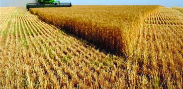 موسم حصاد القمح بمنطقة شرق العوينات