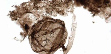 العثور على حفرية فطرية عمرها مليار عام في القطب الشمالي