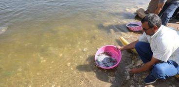 إلقاء 500 ألف زريعة سمك بلطي في نيل بني سويف
