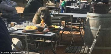 القرد أثناء التهامه الطعام
