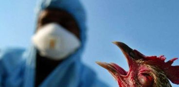 تطعيم إنفلونزا الطيور