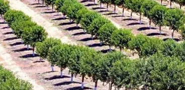 مبادرة زراعة 100 مليون شجرة