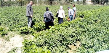 الدولة تعمل على مساندة المزارعين لرفع إنتاج الأراضى وتشجيعهم على استخدام التكنولوجيا الزراعية