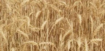 حصاد وتوريد القمح 2024 في الفيوم - أرشيفية