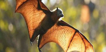 الخفافيش بداية أزمة كورونا ونهايتها