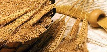 محصول القمح- أرشيفية
